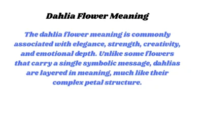 Dahlia Flower Meaning